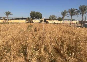 «الزراعة»: بدء تجارب تقييم أصناف «أكساد» من القمح في جنوب سيناء