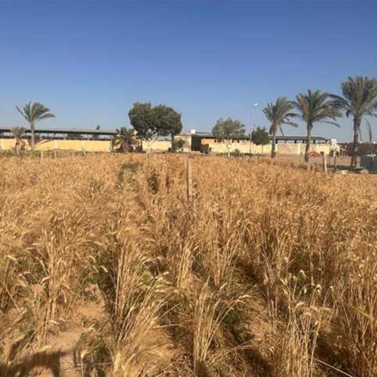 «الزراعة»: بدء تجارب تقييم أصناف «أكساد» من القمح في جنوب سيناء