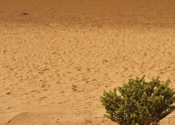 دراسة: جنوب الصحراء الإفريقية الكبرى يضم 1.8 مليار شجرة في عدد أكبر من المتوقع