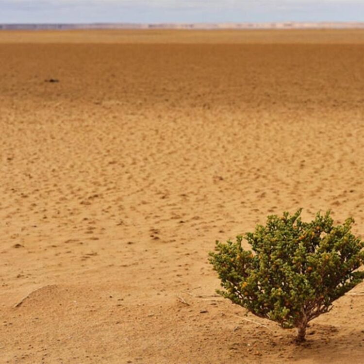 دراسة: جنوب الصحراء الإفريقية الكبرى يضم 1.8 مليار شجرة في عدد أكبر من المتوقع