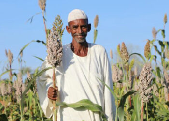 السودان يخطط لبناء مخزون استراتيجي من الحبوب بعد تناقص الإنتاج