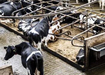 دراسة: انبعاثات الثروة الحيوانية مساهم رئيسي في أزمة المناخ