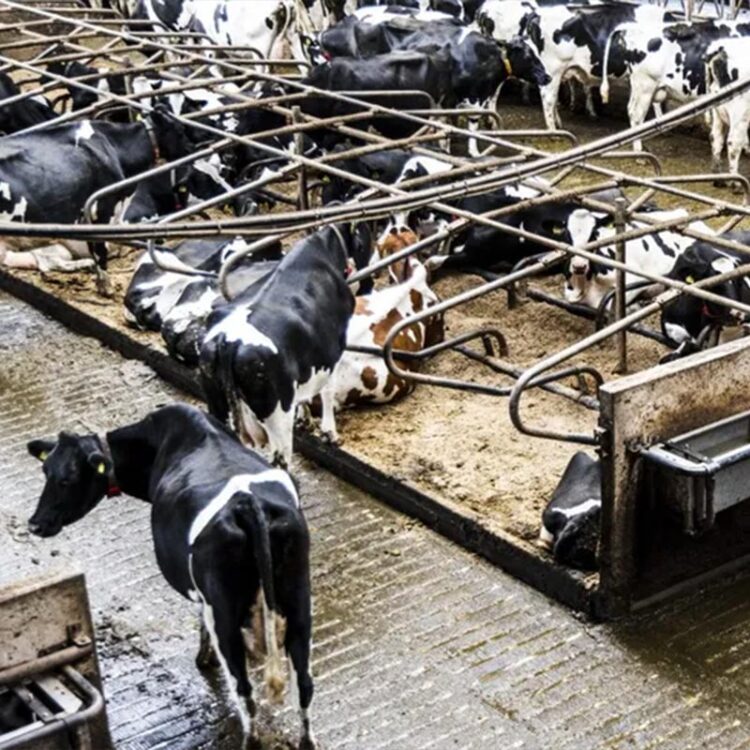 دراسة: انبعاثات الثروة الحيوانية مساهم رئيسي في أزمة المناخ